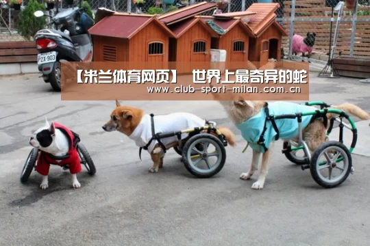 米兰网址